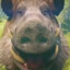 Boar/猪ｷ