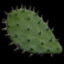 cactus flesh enjoyer