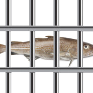 fish prison