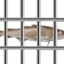 fish prison