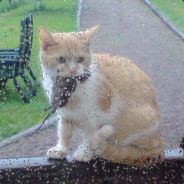 ๏̯͡๏)^Mich[کωع]-X~»