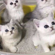 真他喵的菜的抠脚