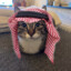 Sheikh Cat