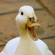 Surprised Duck