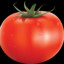 Tomaterr