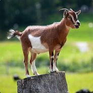 goat_meister