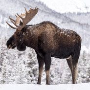MooseMuD