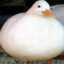 Overweightduck150