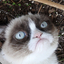 ☛Grumpy**Cat☚