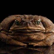 Cane Toad