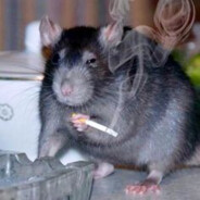 Rattus Norvegicus