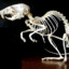 EVIL RAT SKELETON !!!!!