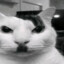 feogig