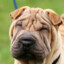 shar pei with long hair