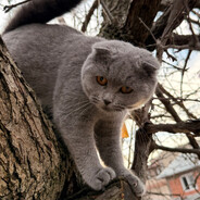 Babushka - steam id 76561199824825594