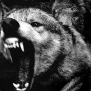 KG-GreyWolf