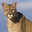 COUGAR