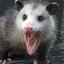 Possum