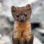 Pine Marten