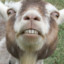 Serious Goat