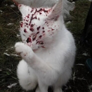 比起外设更喜欢内设