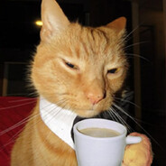 gato_gordo18