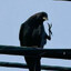 My Crow Wave