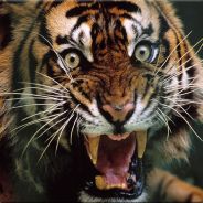 0:1:16115450 ® JAKUB>