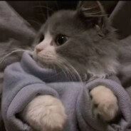 内向的人不外涉