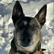 DOG Asti