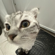 melatonin dodgers - steam id 76561199567659070