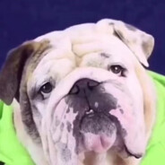 比奇堡悍匪大肥狗