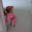 Jerush&#039;