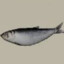 Horizontral rotierender Fisch