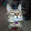 Fancy Cat