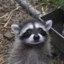 raccoon