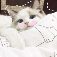 我爱吃真心罐头