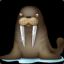 Walrus