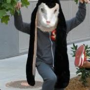 CrazyNinjaRabbit