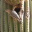 Bird On Cactus