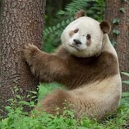 BeigePanda - steam id 76561197964346549