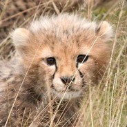 lil kitty csgoempire.com