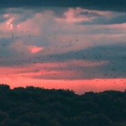 你说相思赋予谁