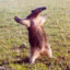 Tactical Assault Possum