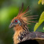 hoatzin