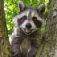 Trash Talker Panda