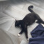 bo the cat