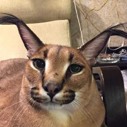 næ Steam avatar