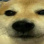 doge