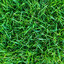 touch some grass